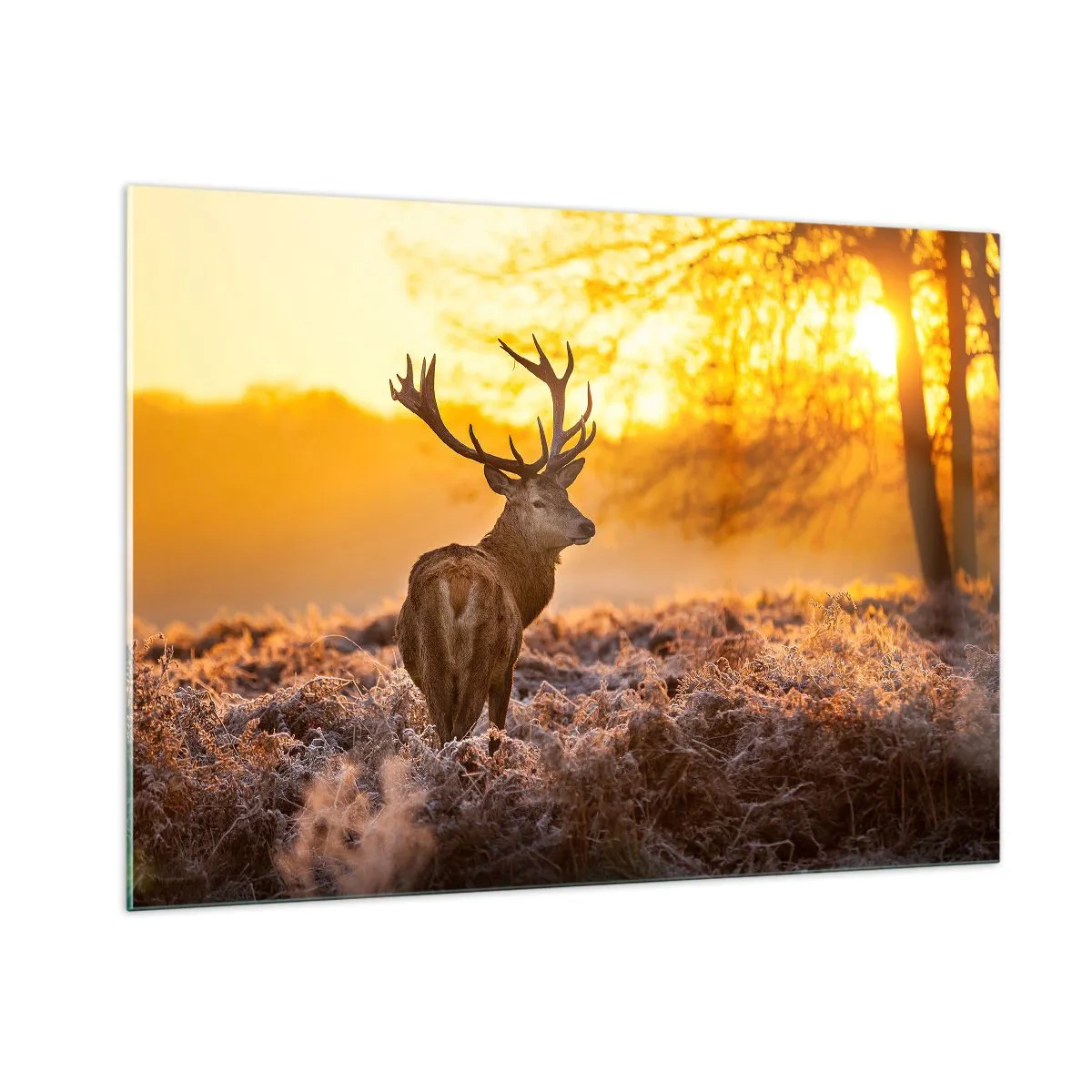 Glasbild - Bild auf glas - Hirsch in den Strahlen der aufgehenden Sonne - 100x70cm - König des Herbstwaldes - Moderne Wanddekoration für Wohnzimmer und Schlafzimmer ARTTOR
