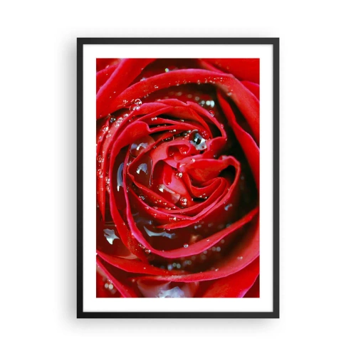 Poster in einem schwarzem Rahmen - Nahaufnahme einer roten Rose mit Wassertropfen - 50x70cm - In den Tautropfen - Moderne Wanddekoration für Wohnzimmer und Schlafzimmer ARTTOR