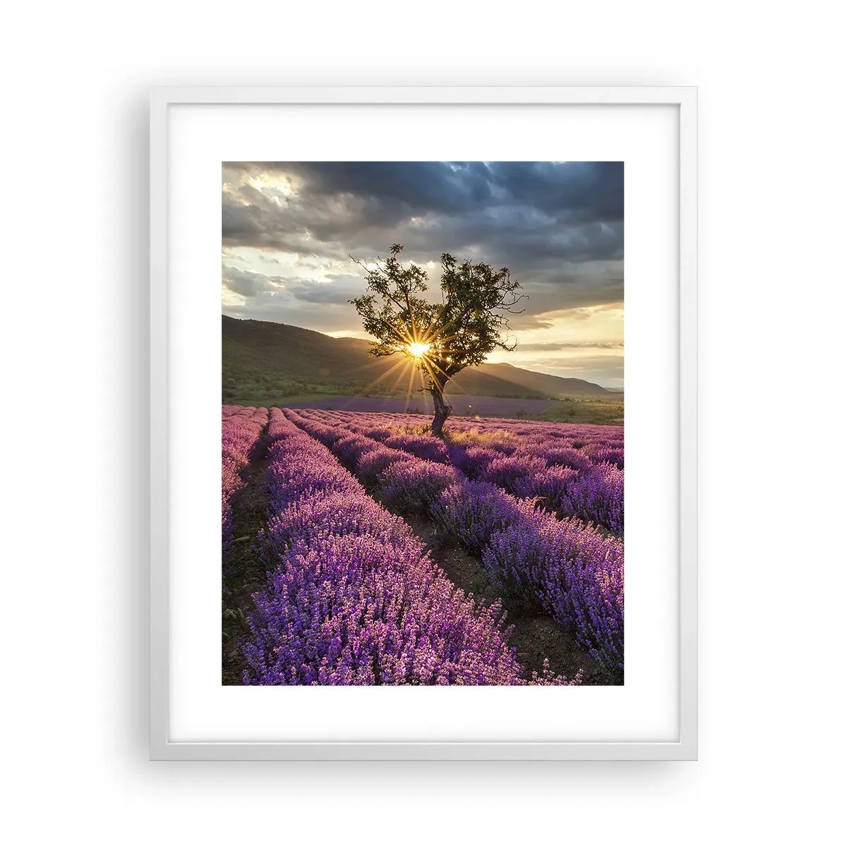Poster in einem weißen Rahmen - Fliederfarbenes Aroma - 40x50 cm