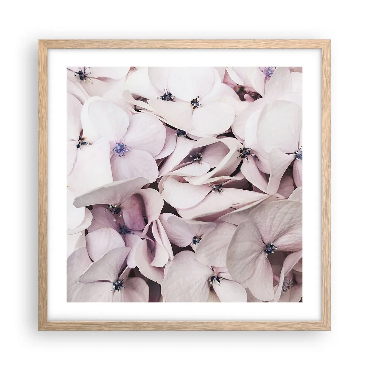 Poster in einem Rahmen aus heller Eiche - In einer Blumenflut - 50x50 cm