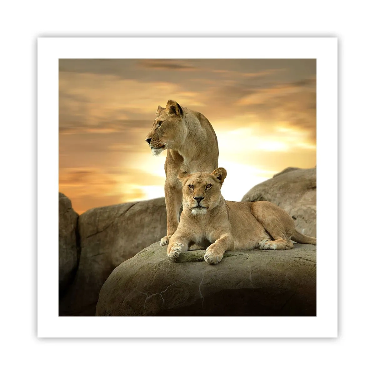 Poster - Königliche Majestät - 50x50 cm