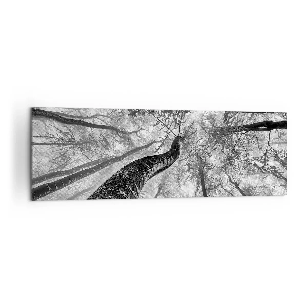 Bild auf Leinwand - Leinwandbild - Perspektive von Bäumen in einem Wald von unten gesehen in Grautönen - 160x50cm - Rennen zum Licht - Moderne Wanddekoration für Wohnzimmer und Schlafzimmer ARTTOR