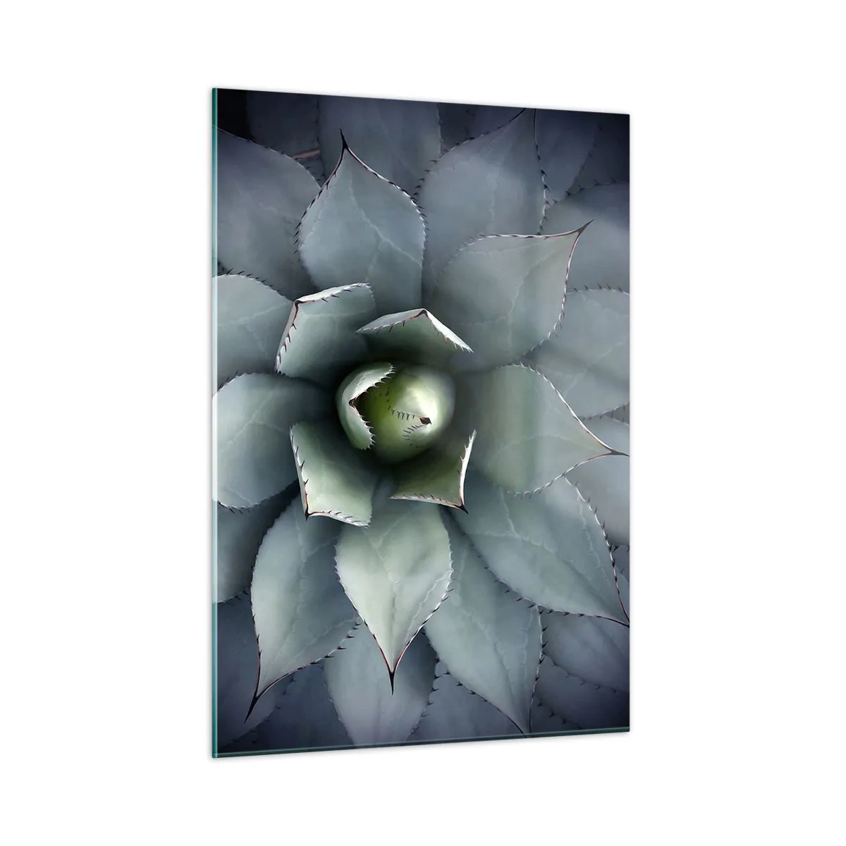 Glasbild - Bild auf glas - Eine Nahaufnahme der symmetrischen, stahlfarbenen Agavenblätter. - 50x70cm - Es lockt an und warnt - Moderne Wanddekoration für Wohnzimmer und Schlafzimmer ARTTOR