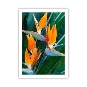 Poster - Strelitzia-Blüten, umgeben von grünen Blättern - 50x70cm - Ist es eine Blume oder ist es ein Vogel? - Moderne Wanddekoration für Wohnzimmer und Schlafzimmer ARTTOR