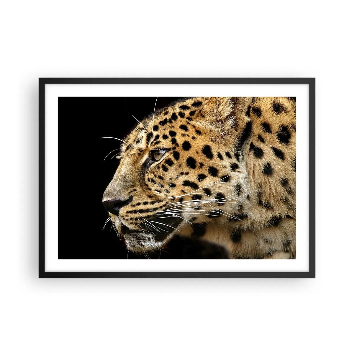 Poster in einem schwarzem Rahmen - Nahaufnahme des Kopfes eines Leoparden vor schwarzem Hintergrund - 70x50cm - Ruhig, fokussiert, bereit - Moderne Wanddekoration für Wohnzimmer und Schlafzimmer ARTTOR