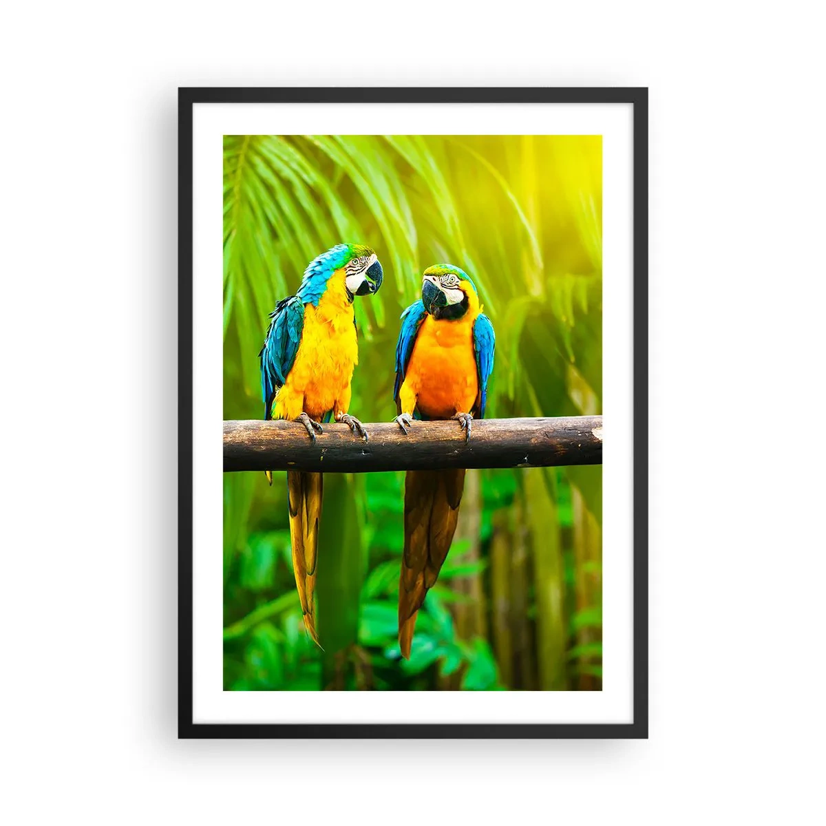 Poster in einem schwarzem Rahmen - Leuchtend bunte Papageien in tropischer Umgebung - 50x70cm - Und hast du gehört, dass sie ...? - Moderne Wanddekoration für Wohnzimmer und Schlafzimmer ARTTOR