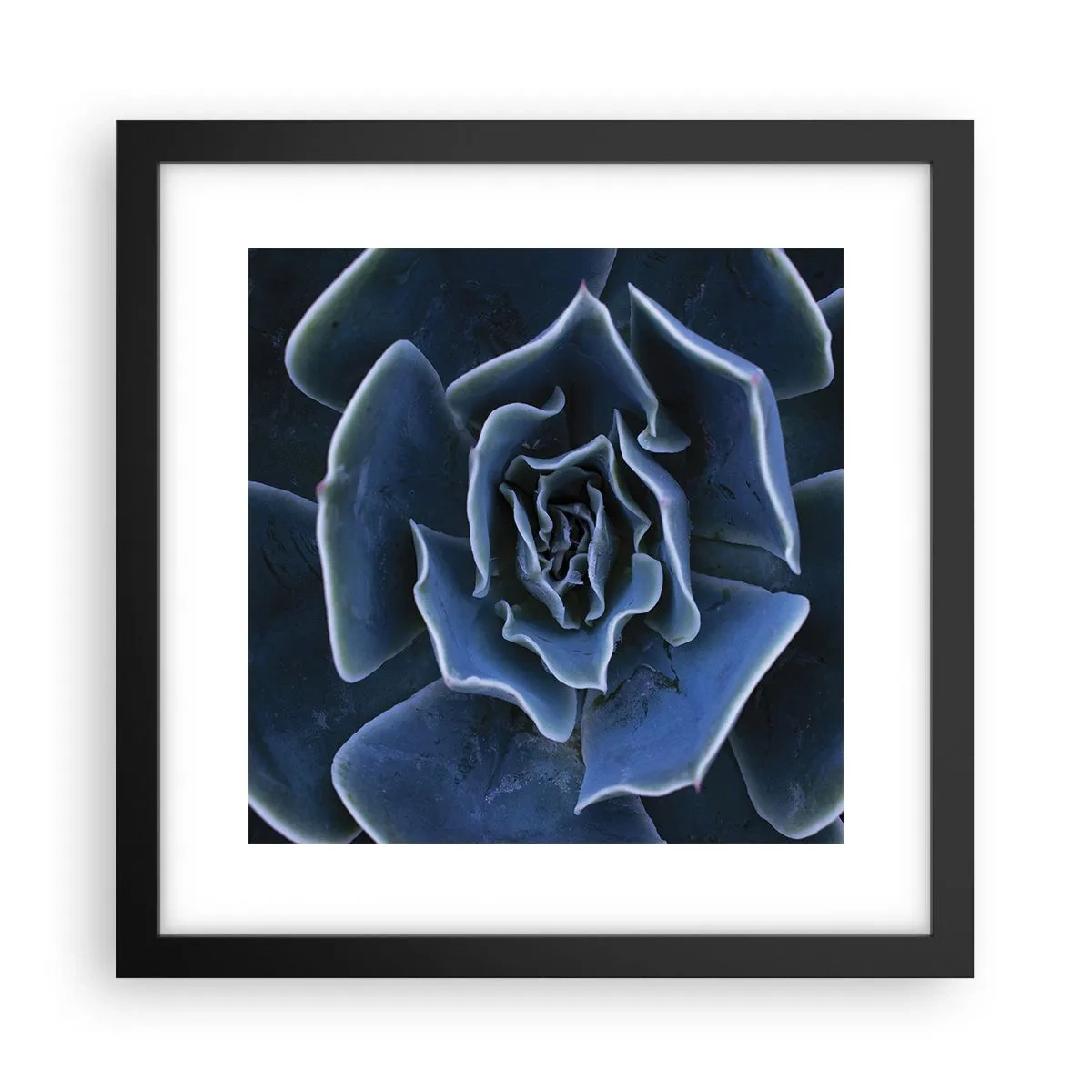 Poster in einem schwarzem Rahmen - Wüstenblume - 30x30 cm