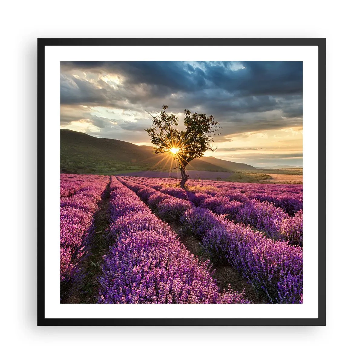 Poster in einem schwarzem Rahmen - Fliederfarbenes Aroma - 60x60 cm