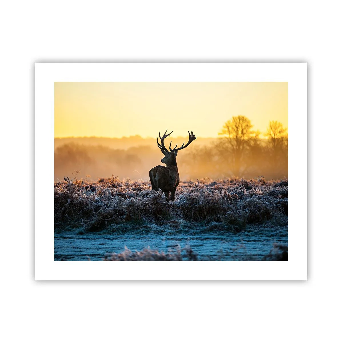 Poster - Gekrönt auf seinem Besitz - 50x40 cm