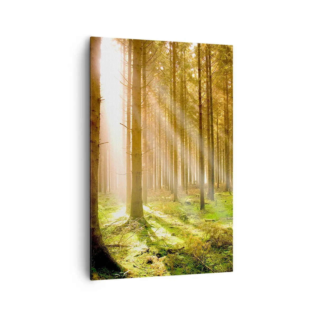 Bild auf Leinwand - Leinwandbild - Nadelwald mit Sonnenstrahlen, die durch die Bäume scheinen - 80x120cm - Die Elfen werden bald erscheinen - Moderne Wanddekoration für Wohnzimmer und Schlafzimmer ARTTOR