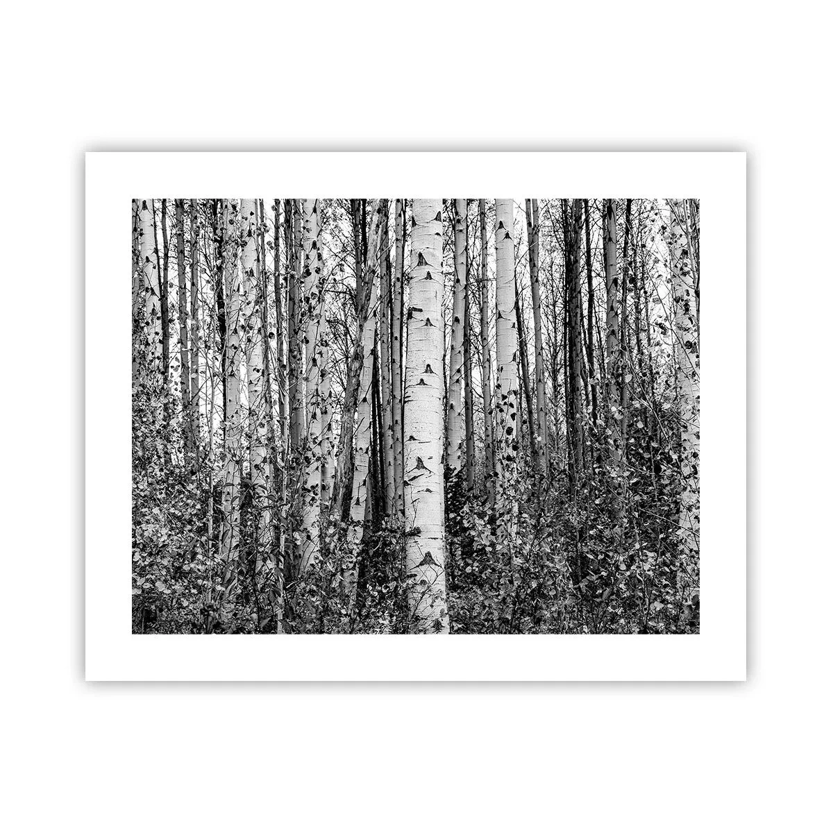 Poster - Birkenkolonnade - 50x40 cm