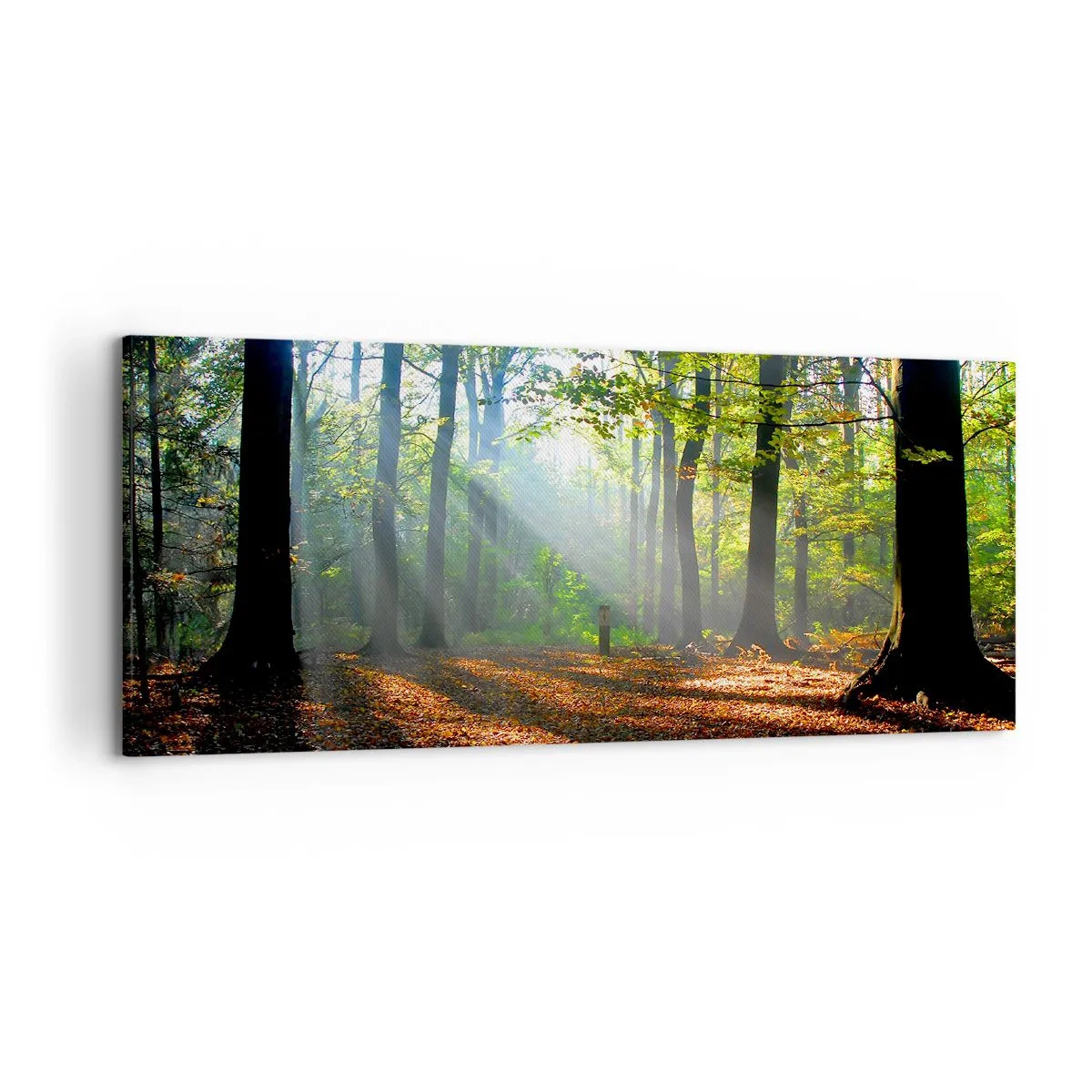 Bild auf Leinwand - Leinwandbild - Eine Waldlichtung, die von den Sonnenstrahlen erleuchtet wird - 120x50cm - Licht und Schatten - Moderne Wanddekoration für Wohnzimmer und Schlafzimmer ARTTOR