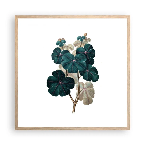 Poster in einem Rahmen aus heller Eiche - Aus dem alten Herbarium - 60x60 cm