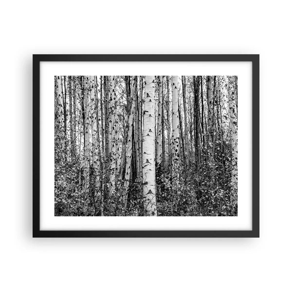 Poster in einem schwarzem Rahmen - Birkenkolonnade - 50x40 cm