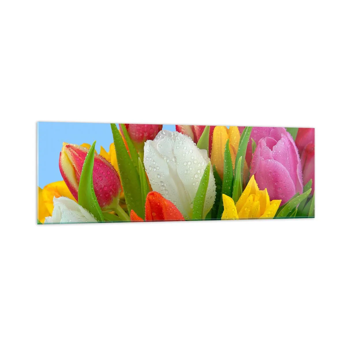 Glasbild - Bild auf glas - Bunte Tulpen mit Tautropfen auf blauem Hintergrund bedeckt - 160x50cm - Ein blumiger Regenbogen in Tautropfen - Moderne Wanddekoration für Wohnzimmer und Schlafzimmer ARTTOR