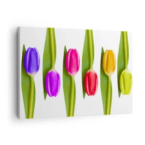 Bild auf Leinwand - Leinwandbild - Bunte Tulpen in einer Reihe auf weißem Hintergrund angeordnet - 70x50cm - Regenbogenkomposition - Moderne Wanddekoration für Wohnzimmer und Schlafzimmer ARTTOR