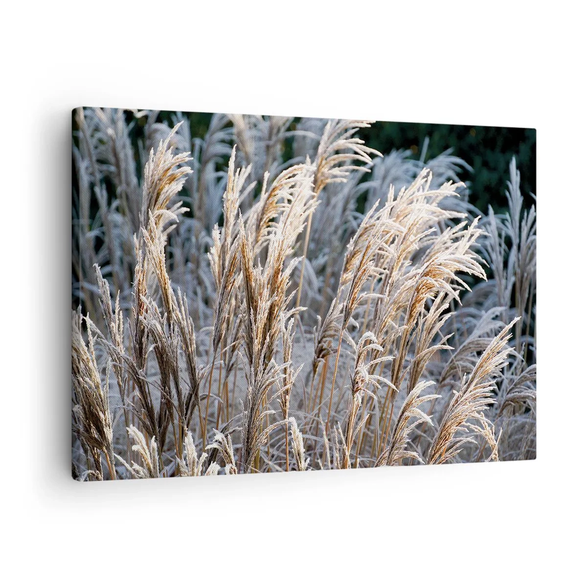 Bild auf Leinwand - Leinwandbild - Winterliche Grashalme mit Frost bedeckt vor einem dunkelgrünen Hintergrund - 70x50cm - Gekleidet mit Frost - Moderne Wanddekoration für Wohnzimmer und Schlafzimmer ARTTOR