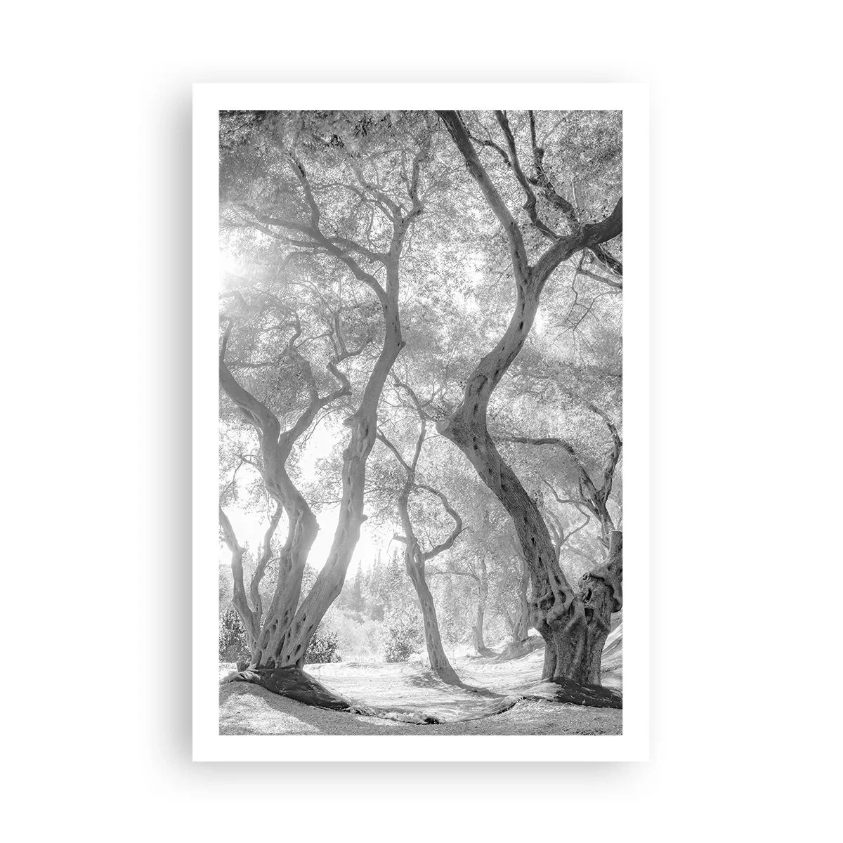 Poster - Im Olivenhain - 61x91 cm