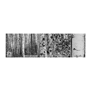 Fototapeten Muster Premium Sand - Birkenkolonnade - Wald, Birke, Natur - 100x30 cm