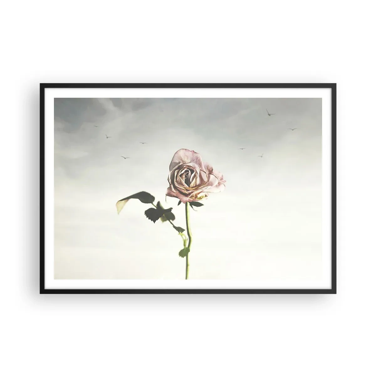 Poster in einem schwarzem Rahmen - Eine zarte Rose vor einem hellen Himmel mit fliegenden Vögeln - 100x70cm - Begrüßung des Frühlings - Moderne Wanddekoration für Wohnzimmer und Schlafzimmer ARTTOR