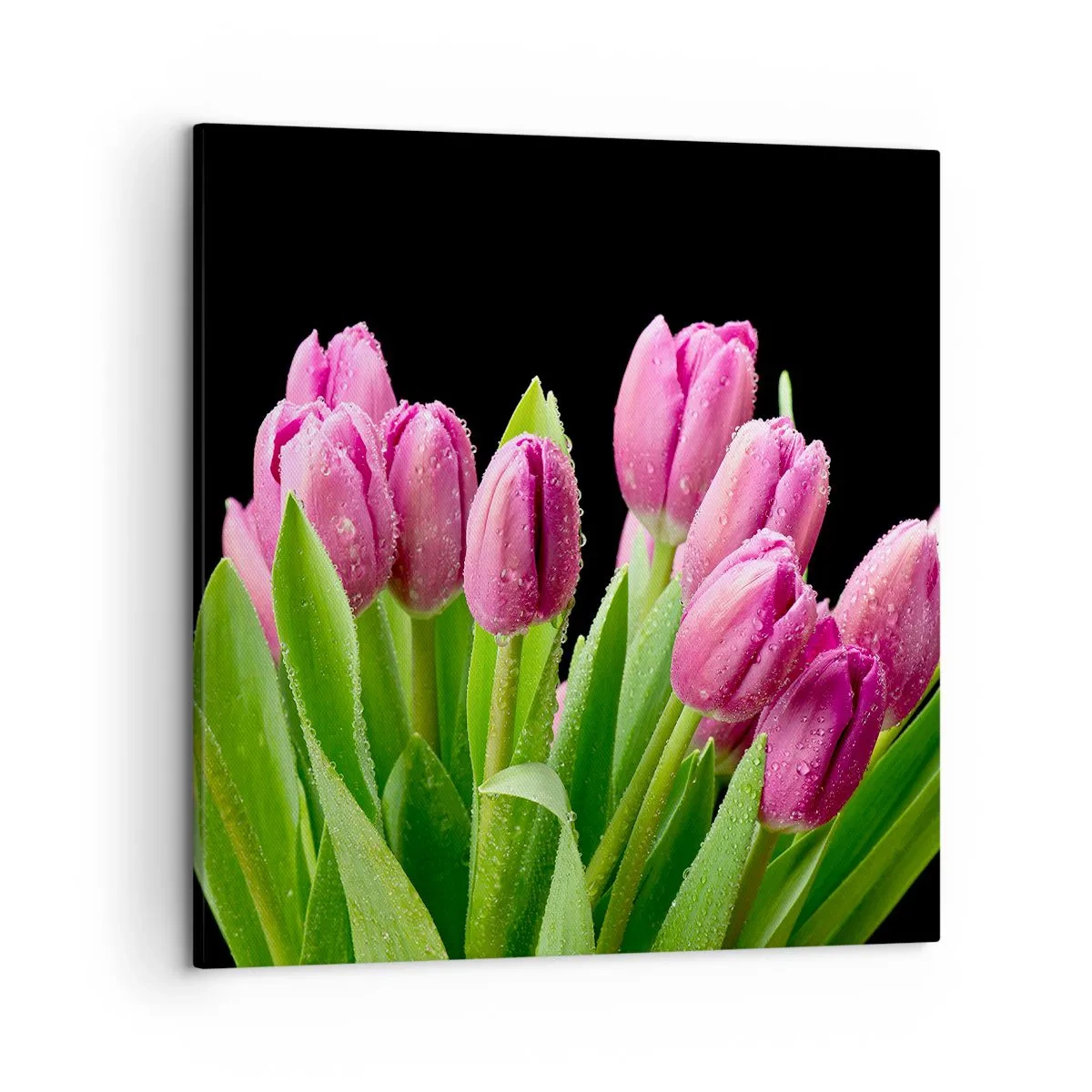 Bild auf Leinwand - Leinwandbild - Lila Frühlingsfreude - 50x50 cm