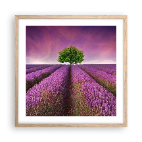 Poster in einem Rahmen aus heller Eiche - Auf Lavendelfeldern - 50x50 cm