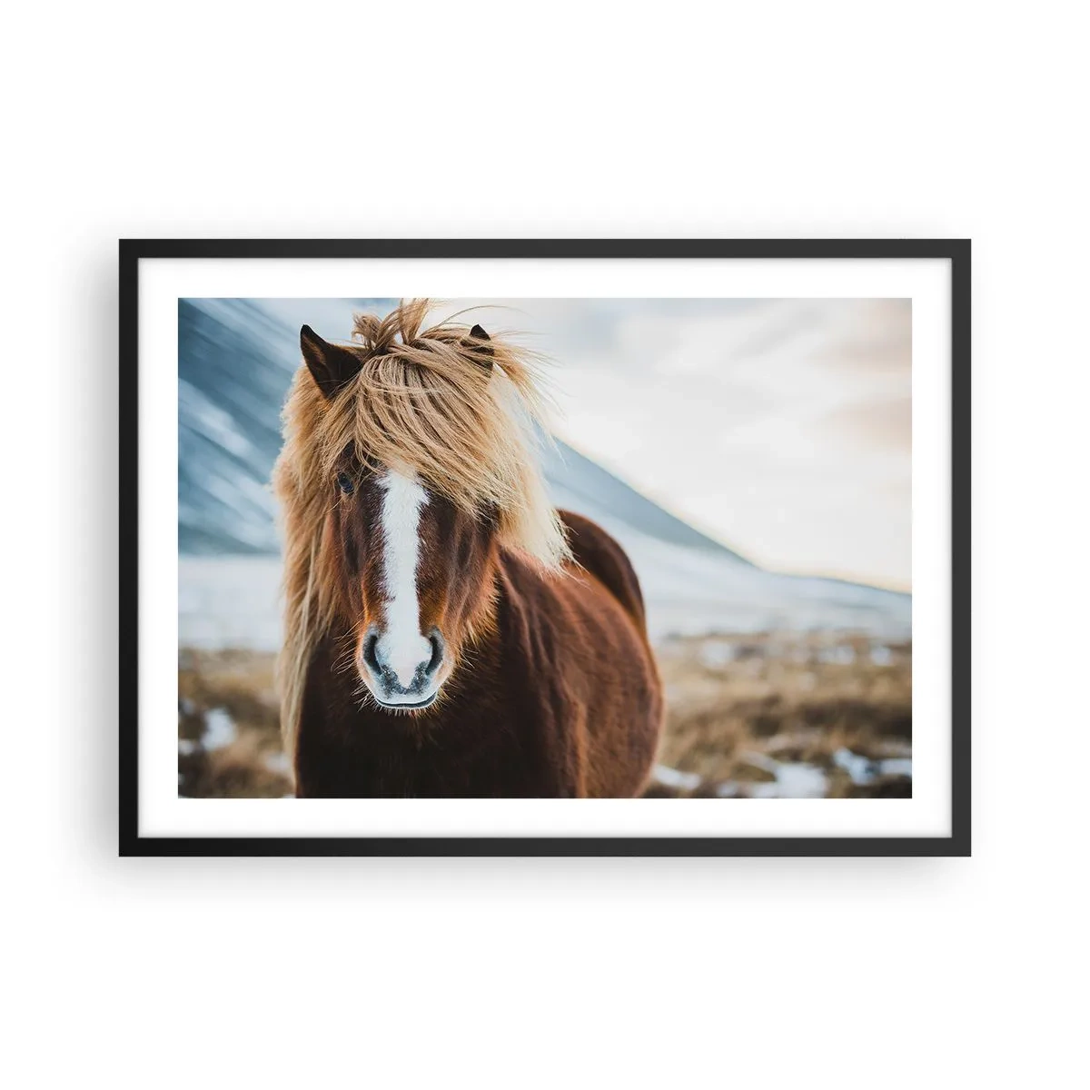 Poster in einem schwarzem Rahmen - Islandpferd vor einer Berglandschaft - 70x50cm - Spürst du die Freiheit? - Moderne Wanddekoration für Wohnzimmer und Schlafzimmer ARTTOR