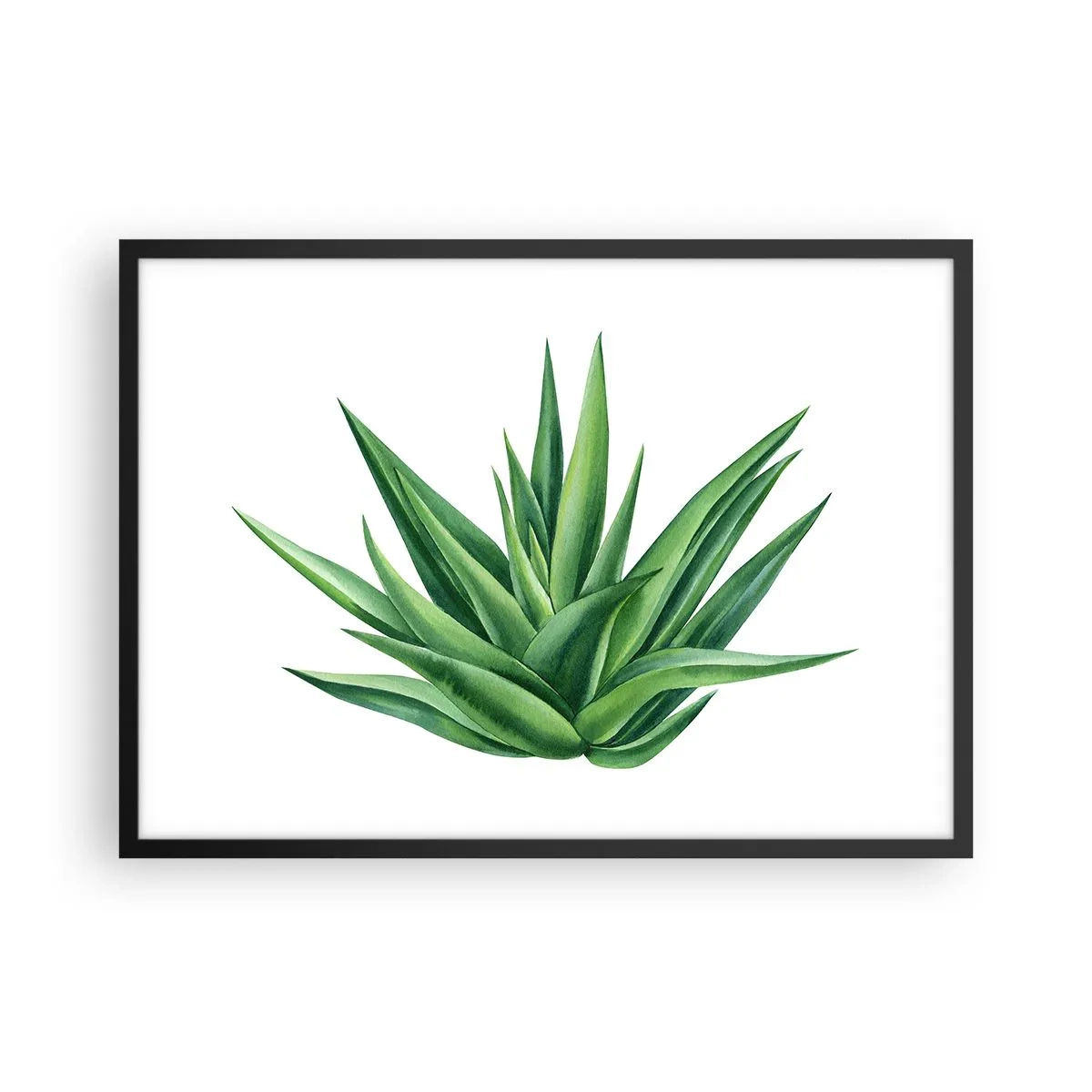 Poster in einem schwarzem Rahmen - Eine saftige grüne Pflanze auf weißem Hintergrund - 70x50cm - Grün – Kraft – Leben - Moderne Wanddekoration für Wohnzimmer und Schlafzimmer ARTTOR