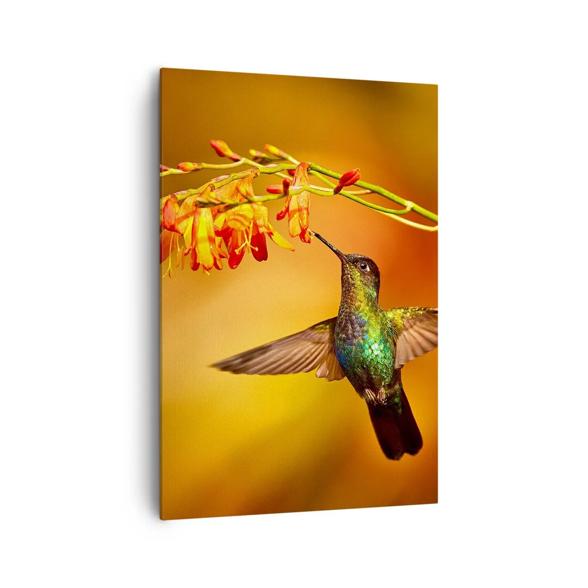 Bild auf Leinwand - Leinwandbild - Kolibri neben einer Blume im warmen Licht - 70x100cm - Ein Lichtbote nach den Maya - Moderne Wanddekoration für Wohnzimmer und Schlafzimmer ARTTOR