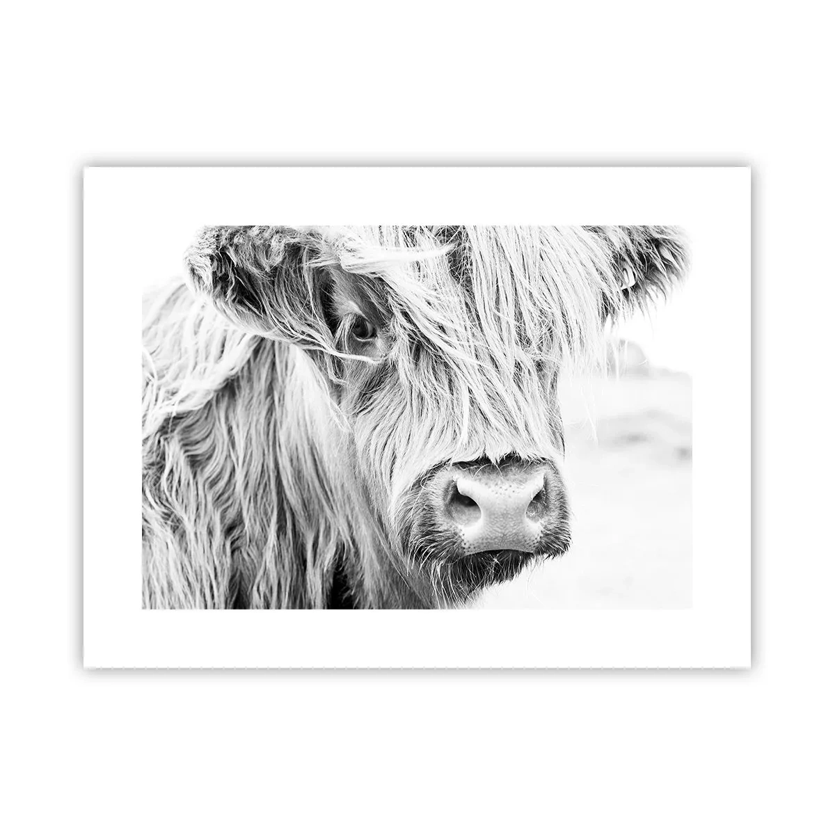 Poster - Schottische Wildheit - 40x30 cm