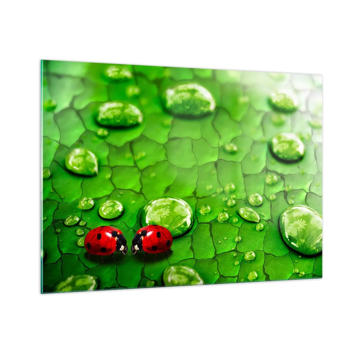 Glasbild - Bild auf glas - Zwei Marienkäfer auf einem grünen Blatt mit Wassertropfen - 100x70cm - Treffen im Grünen - Moderne Wanddekoration für Wohnzimmer und Schlafzimmer ARTTOR
