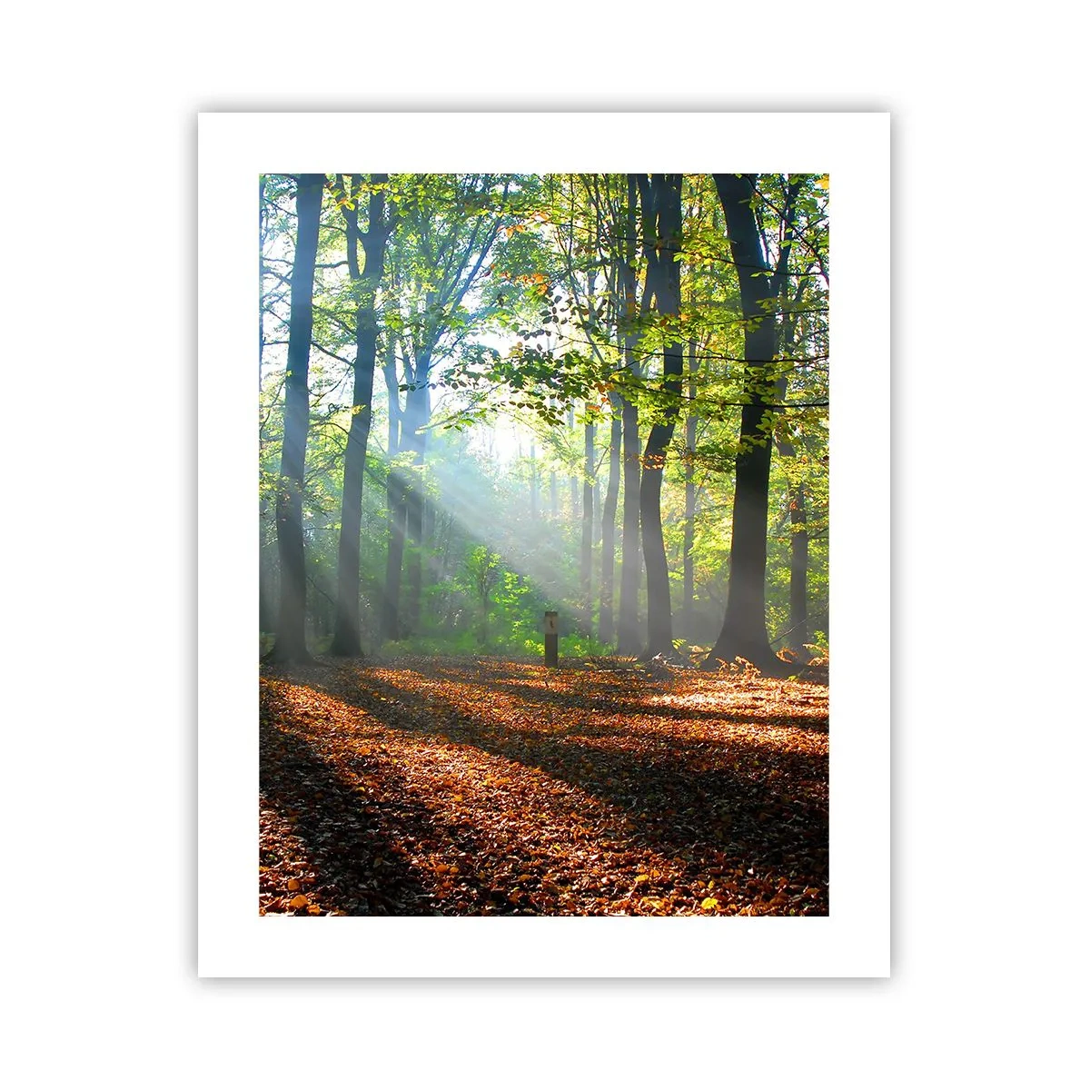 Poster - Licht und Schatten - 40x50 cm