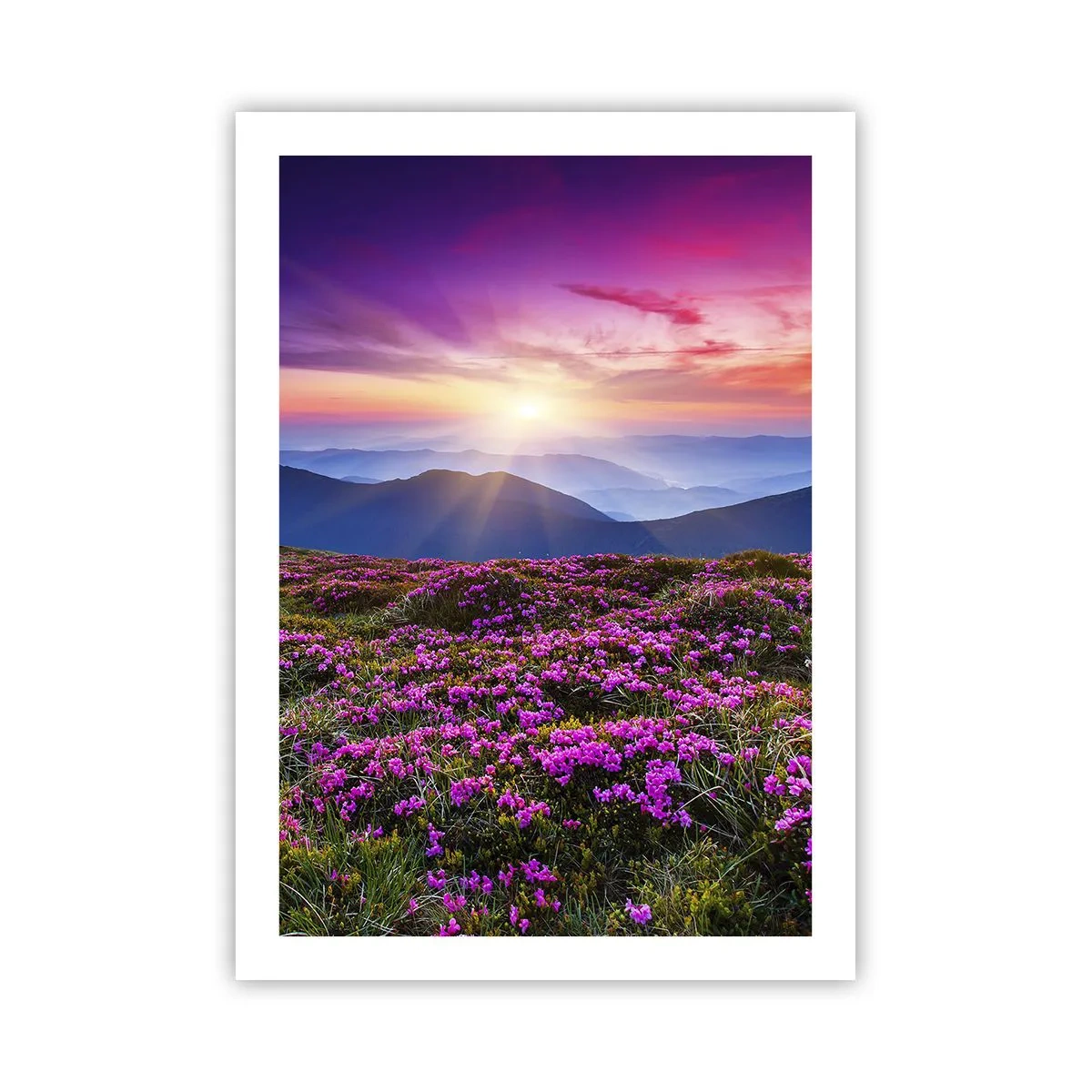 Poster - Ein Feld mit lila Blumen in den Bergen bei Sonnenuntergang - 50x70cm - Kräuter dufteten nach frischen Trauben von den Feldern - Moderne Wanddekoration für Wohnzimmer und Schlafzimmer ARTTOR