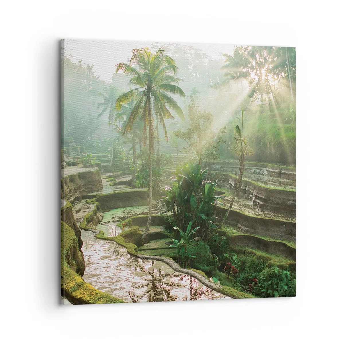 Bild auf Leinwand - Leinwandbild - In der Sonne aufwachsen - 50x50 cm