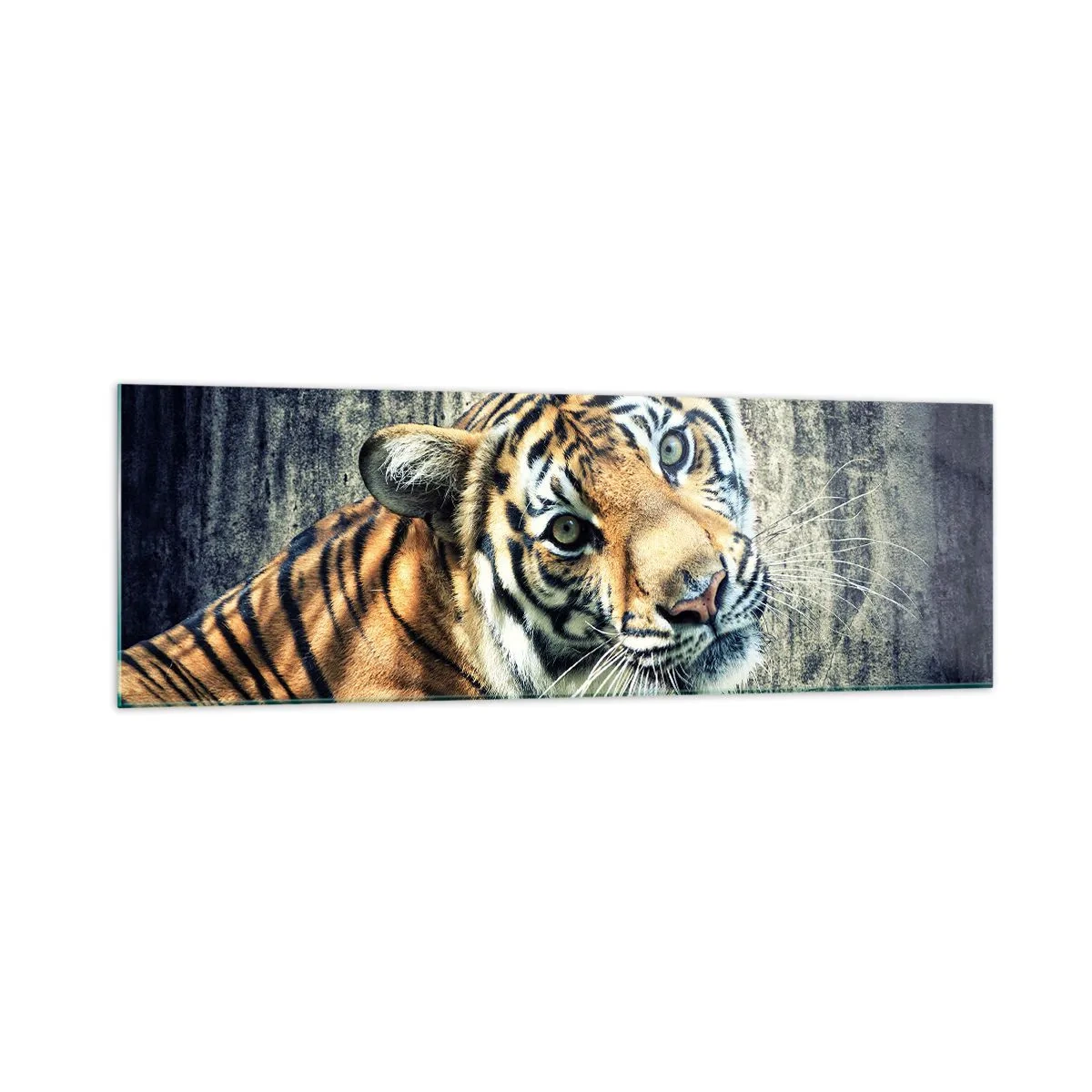 Glasbild - Bild auf glas - Ein Tiger liegt an einer rauen Wand - 160x50cm - Portrait in Lichtstrahlen - Moderne Wanddekoration für Wohnzimmer und Schlafzimmer ARTTOR