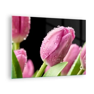 Glasbild - Bild auf glas - Rosa Tulpen mit Tautropfen bedeckt auf schwarzem Hintergrund - 70x50cm - Lila Traum im Tau - Moderne Wanddekoration für Wohnzimmer und Schlafzimmer ARTTOR