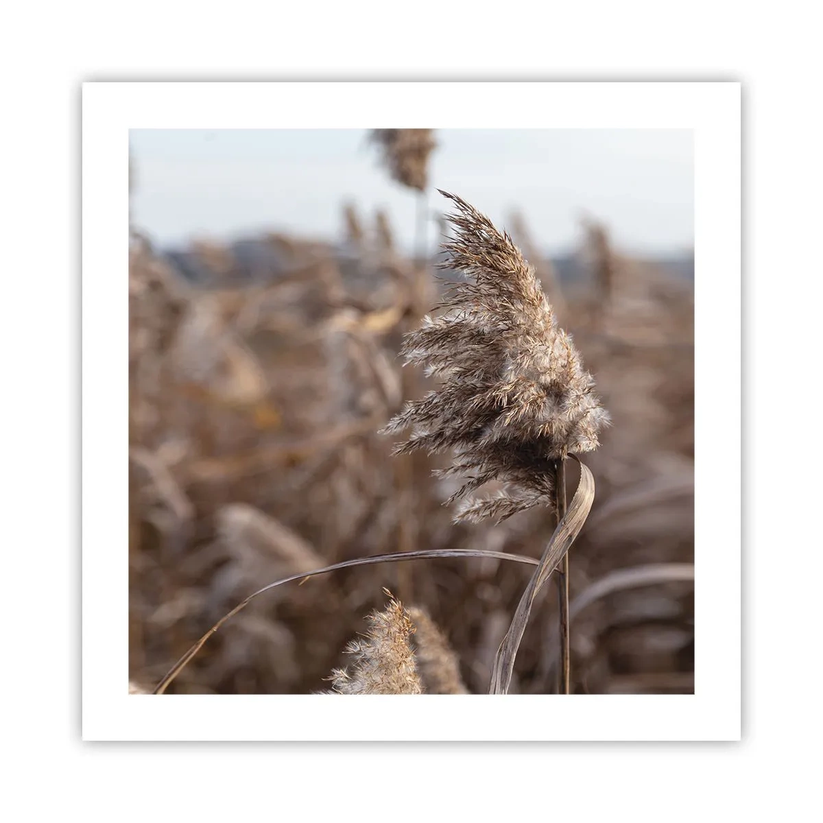 Poster - Zeit, mit dem Wind zu gehen - 50x50 cm
