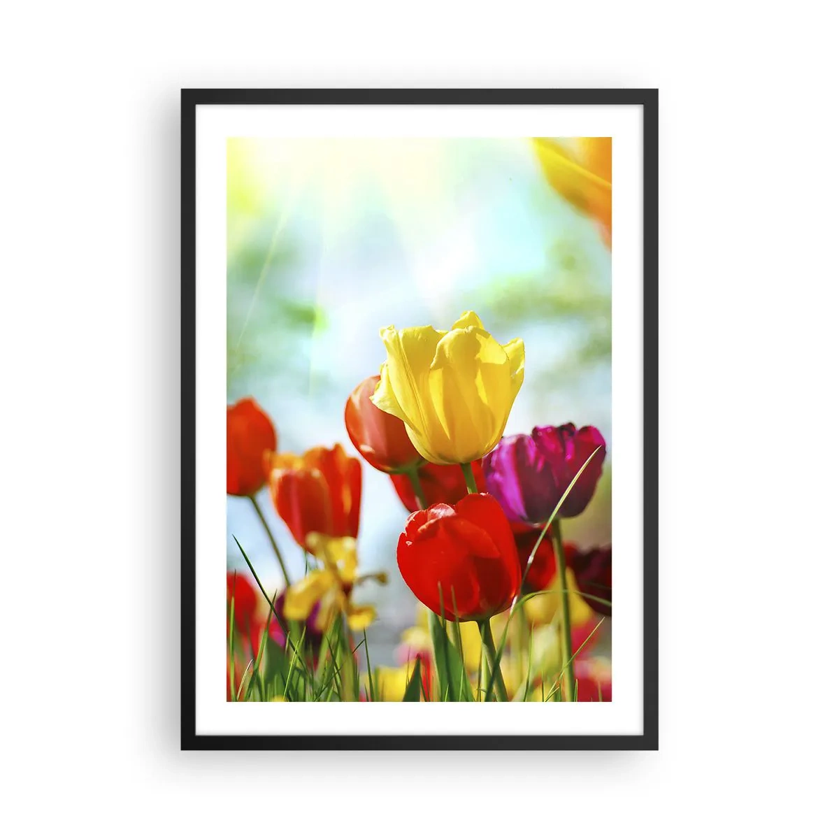 Poster in einem schwarzem Rahmen - Bunte Tulpen im Sonnenschein - 50x70cm - Alle Farben der Sonne - Moderne Wanddekoration für Wohnzimmer und Schlafzimmer ARTTOR