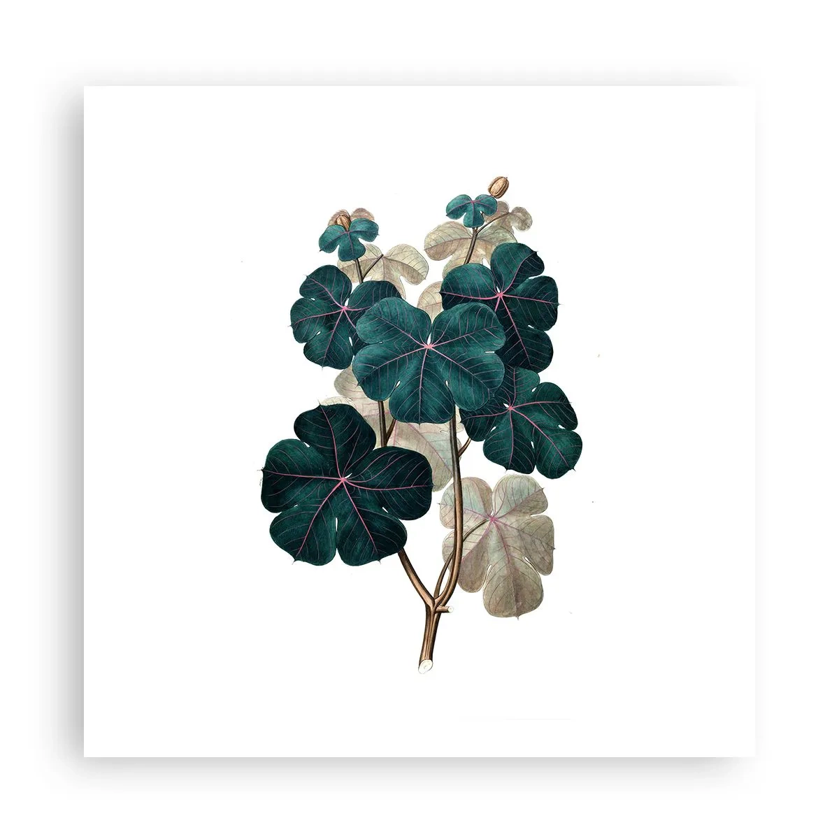 Poster - Aus dem alten Herbarium - 60x60 cm