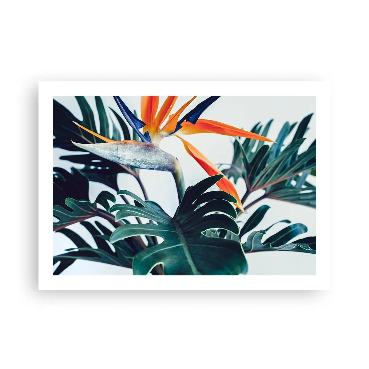 Poster - Vogelbusch - 70x50 cm