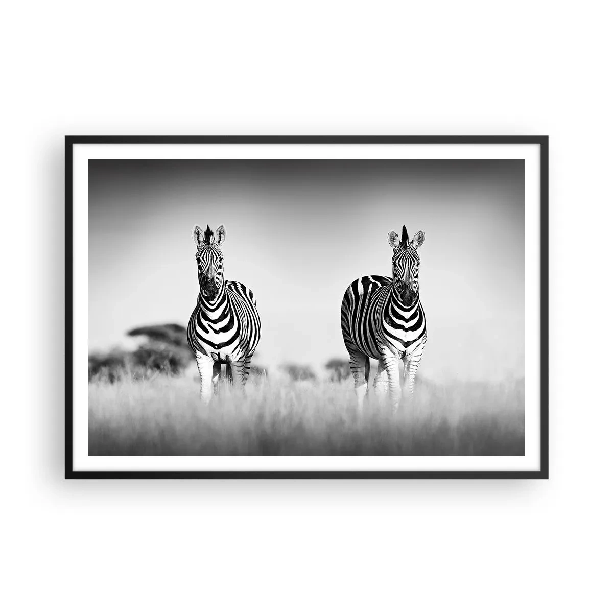 Poster in einem schwarzem Rahmen - Zwei Zebras in der Savanne im monochromen Stil - 100x70cm - Die Welt ist doch schwarz-weiß - Moderne Wanddekoration für Wohnzimmer und Schlafzimmer ARTTOR