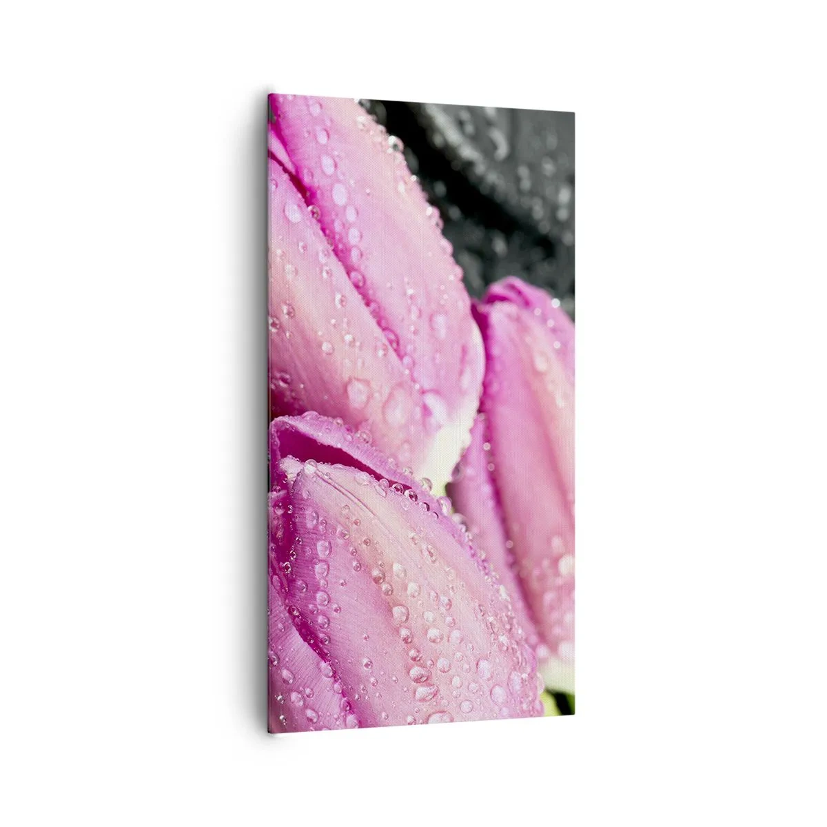 Bild auf Leinwand - Leinwandbild - Liladrei auf schwarzem Stein - 65x120 cm