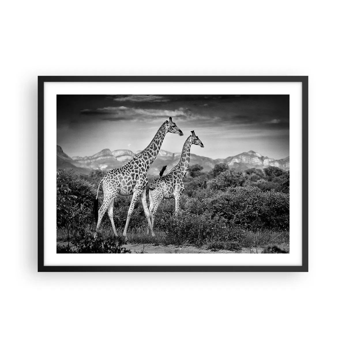 Poster in einem schwarzem Rahmen - Schwarz-weiße Silhouetten zweier Giraffen in der Savanne - 70x50cm - Hohe Sphären in Afrika - Moderne Wanddekoration für Wohnzimmer und Schlafzimmer ARTTOR