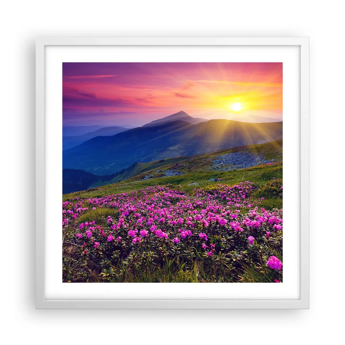 Poster in einem weißen Rahmen - … Und drumherum duftet es nach Latschenkiefer und dem Duft von Kräutern - 50x50 cm