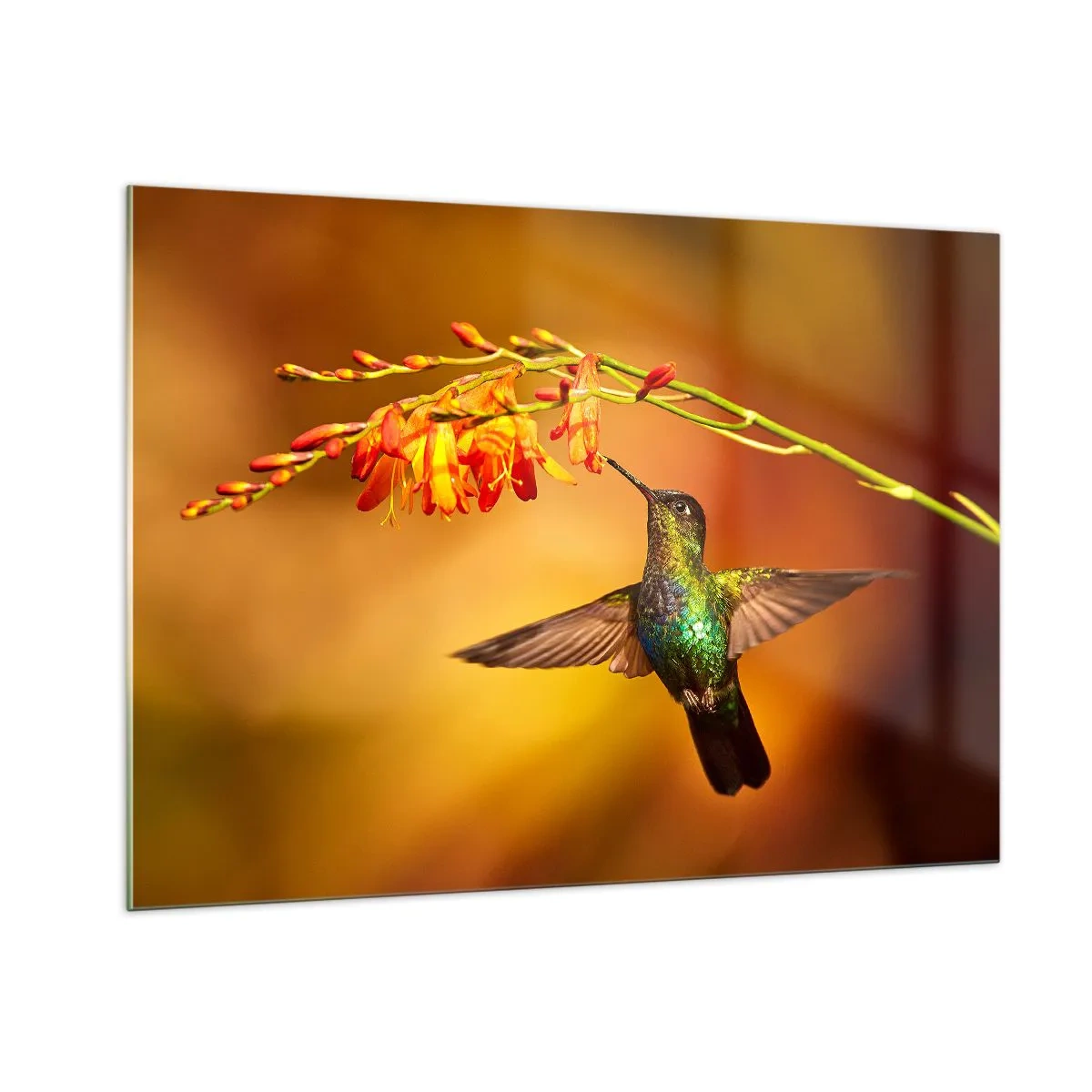 Glasbild - Bild auf glas - Kolibri neben Blumen in goldenem Glanz - 100x70cm - Ein Lichtbote nach den Maya - Moderne Wanddekoration für Wohnzimmer und Schlafzimmer ARTTOR