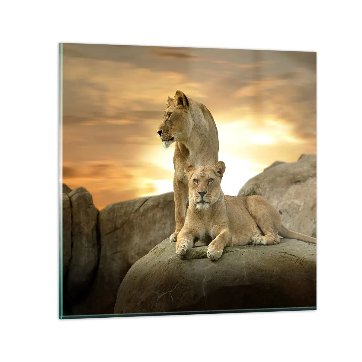 Glasbild - Bild auf glas - Königliche Majestät - 70x70 cm