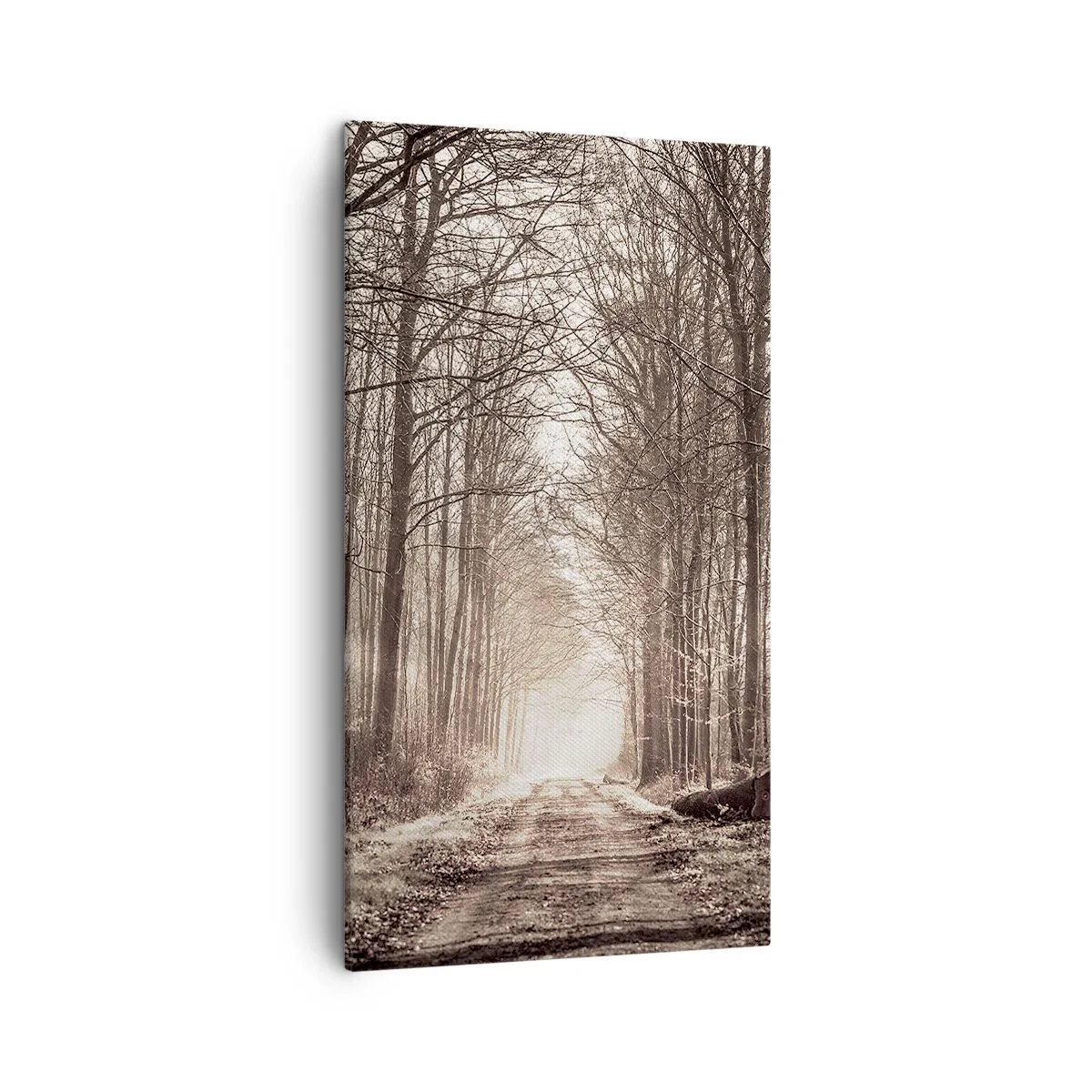 Bild auf Leinwand - Leinwandbild - Waldkathedrale - 45x80 cm