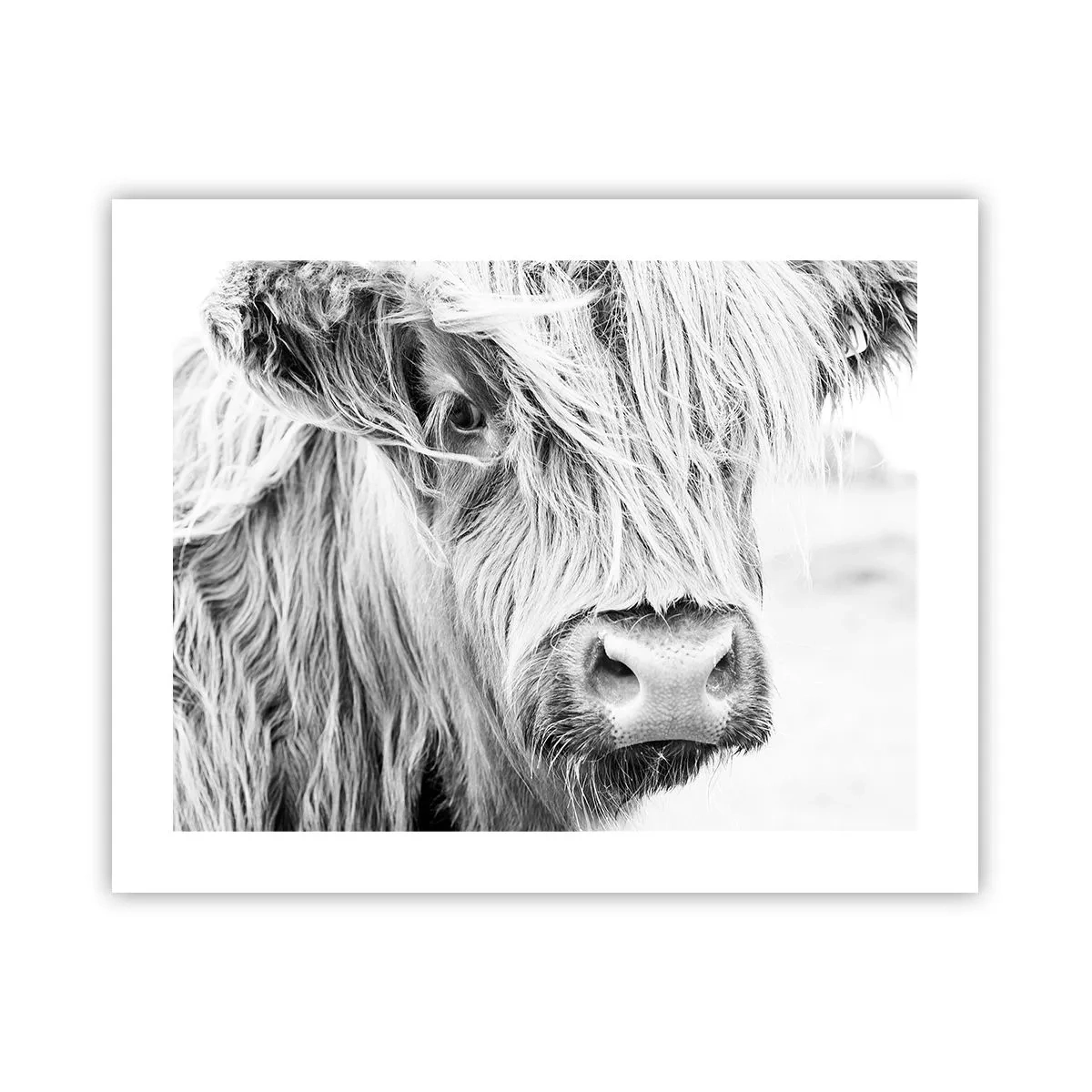 Poster - Schottische Wildheit - 50x40 cm