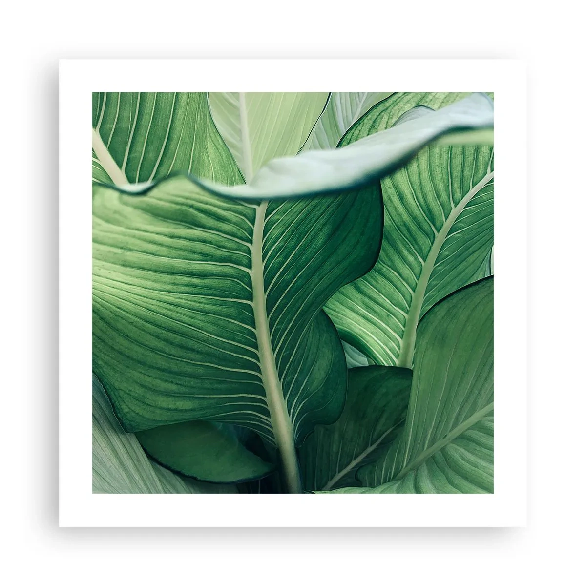 Poster - Intensiv grünes Leben - 50x50 cm