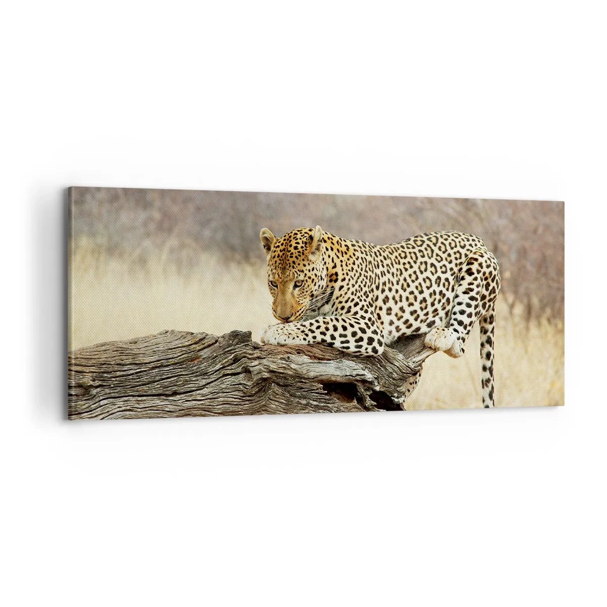 Bild auf Leinwand - Leinwandbild - Ich gehe meine eigenen Wege - 100x40 cm